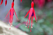 Fuchsia magellanica