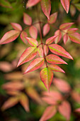 Nandina domestica