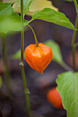 Physalis alkekengi var. franchetii