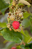 Rubus idaeus