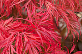 Acer palmatum 'Dissectum'