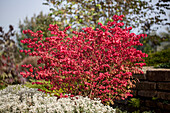 Euonymus alatus 'Compactus'