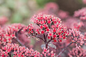 Sedum telephium 'Desert Black'