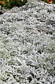 Artemisia stelleriana 'Silver Brocade'