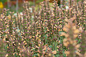 Agastache hybrida Kudos Gold