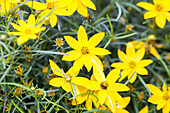 Coreopsis verticillata 'Zagreb'