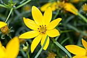 Coreopsis verticillata 'Zagreb'