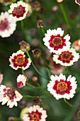 Coreopsis hybrida Prairie White