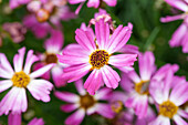 Coreopsis Pink Sapphire