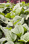 Brunnera macrophylla 'Alexanders' Great