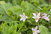 Campanula lactiflora Dolden-Glockenblume Loddon Anna