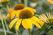 Echinacea 'Dixie Sun