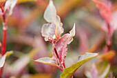 Aconogonon microcephala 'Chocolate Dragon'