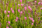 Erica spiculifolia 'Manja'