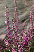 Calluna vulgaris 'Annemarie'