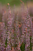 Calluna vulgaris Gardengirls® 'Amethyst' (s)