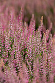 Calluna vulgaris 'Arabella'(s)