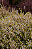 Calluna vulgaris 'Gold Haze'