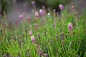 Erica spiculifolia 'Raika'