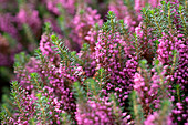 Erica vagans 'Mrs. D. F. Maxwell'