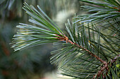 Pinus ayacahuite