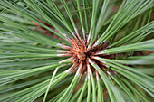 Pinus jeffreyi 'Joppi'