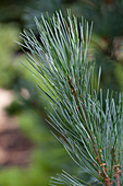 Pinus monticola 'Ammerland'