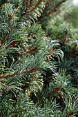 Pinus parviflora 'Bergmann'