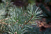 Pinus sylvestris 'Glauca'