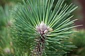 Pinus thunbergii 'Banshoho'