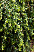 Tsuga canadensis 'Cole's Prostrate'