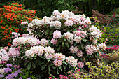 Rhododendron