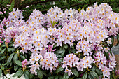 Rhododendron