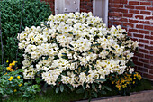 Rhododendron yakushimanum 'Golden Melodie'