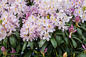 Rhododendron 'Holger