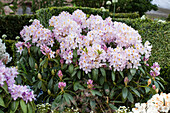 Rhododendron 'Holger