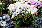 Rhododendron 'Madame Masson