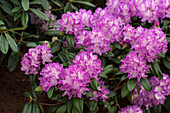 Rhododendron Hybride 'Alfred'