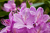 Rhododendron Attraction