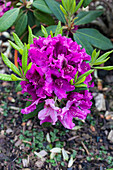 Rhododendron 'Azurro'