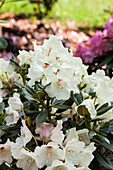 Rhododendron yakushimanum 'Babette'