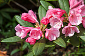 Rhododendron yakushimanum 'Belle de Flore'