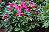 Rhododendron 'Berliner Liebe'