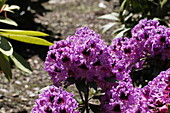 Rhododendron hybrid 'Blue Boys