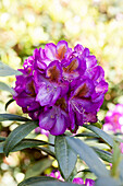 Rhododendron 'Blue Bell'
