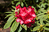 Rhododendron Britannia