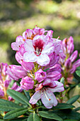 Rhododendron 'Cassata