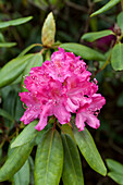 Rhododendron 'Charles Bagley'