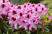 Rhododendron Charleston