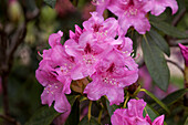 Rhododendron 'Cornelia Schröder